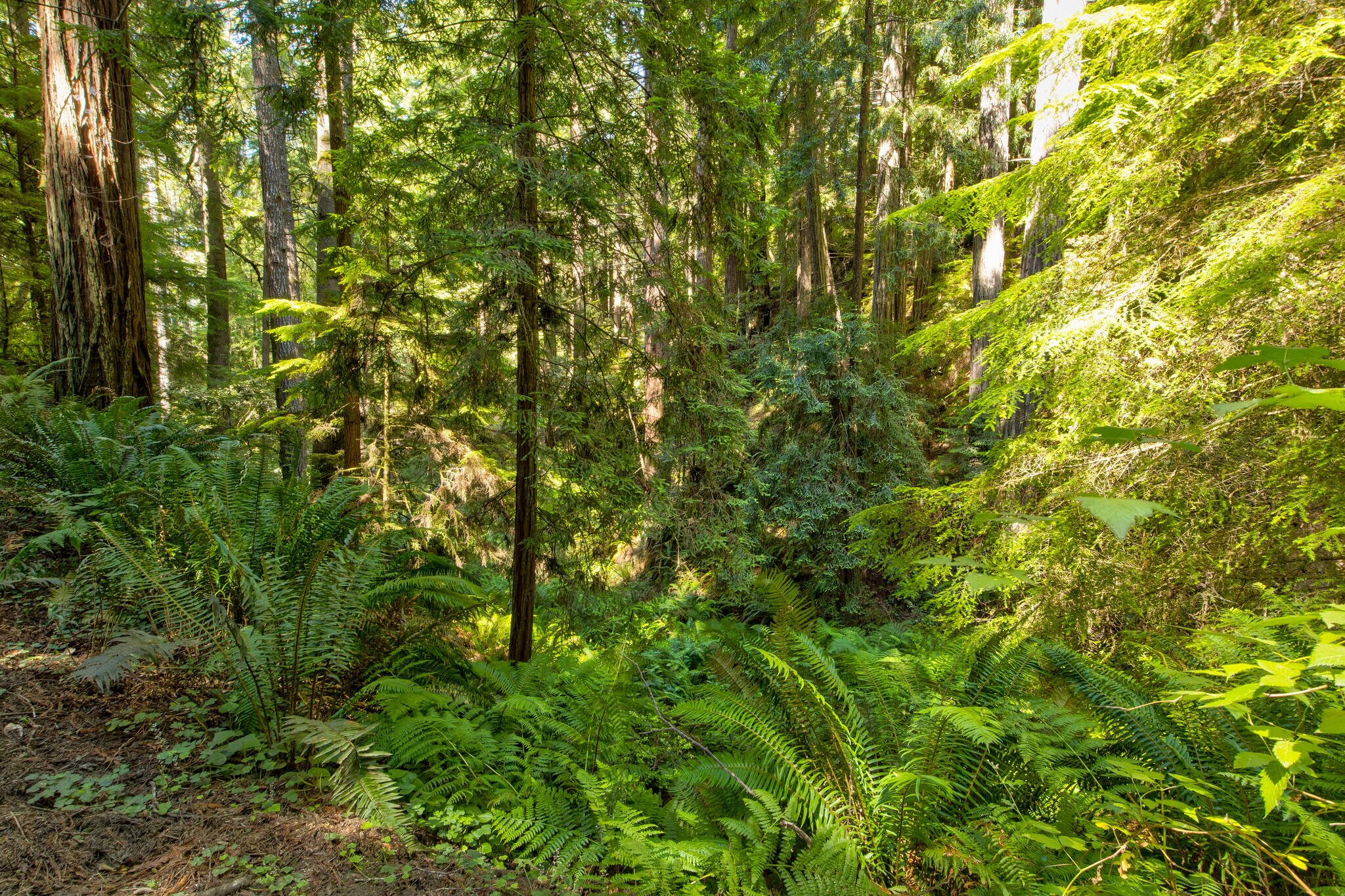 33170 Frog Pond rd, Little River, CA à vendre Photo principale- Image 1 de 29