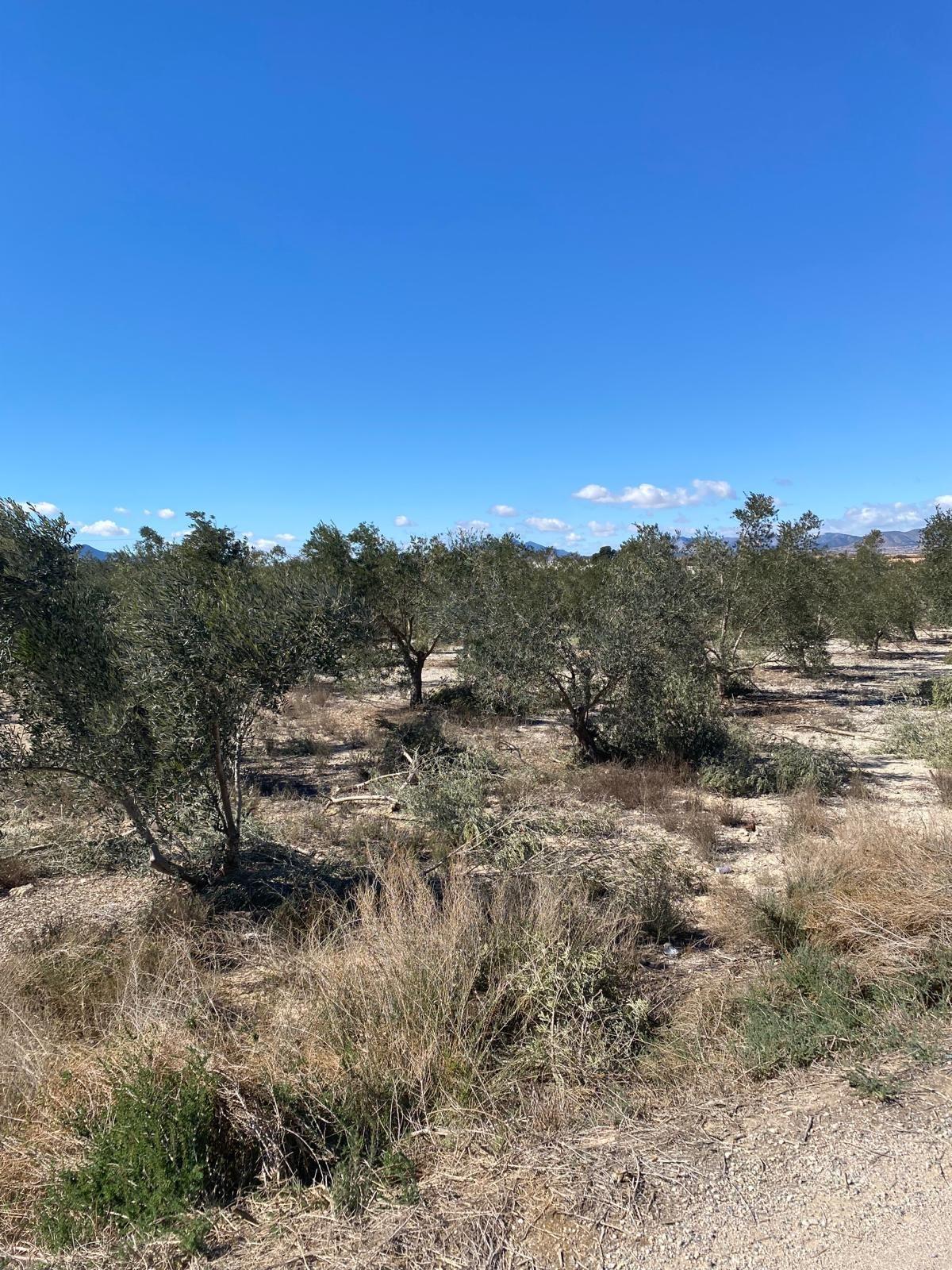 Land in Monforte del Cid, Alicante for sale Site Plan- Image 1 of 3