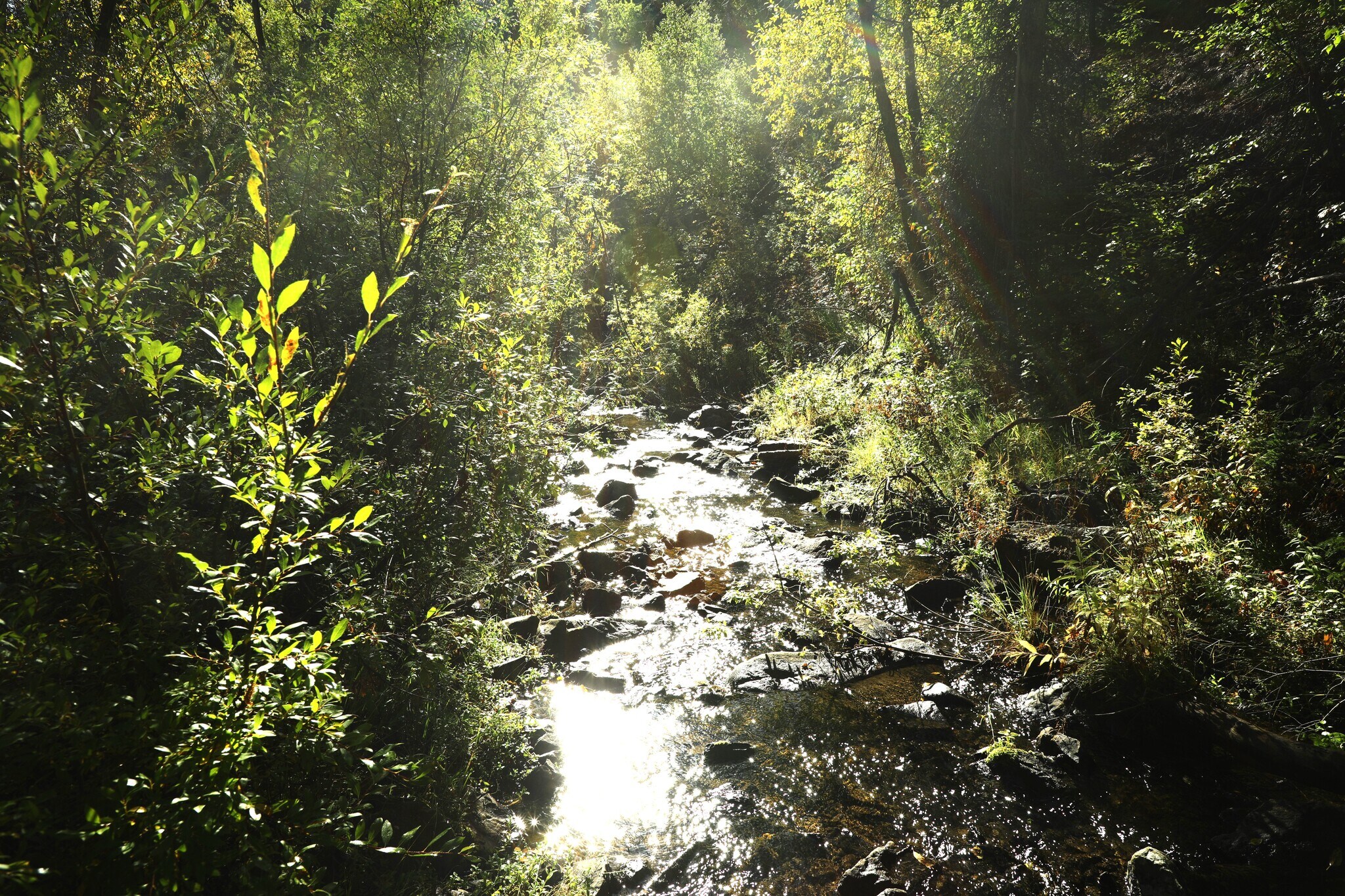 TBD Cutting Mine Road, Lead, SD à vendre Photo du bâtiment- Image 1 de 12