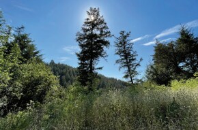 VALUABLE TIMBERLAND, La Honda, CA à vendre - Photo du bâtiment - Image 3 de 6