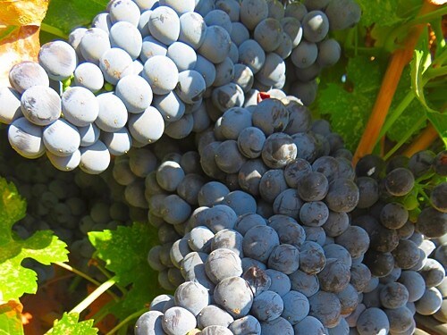 1172 San Marcos Rd, Paso Robles, CA à vendre - Photo du bâtiment - Image 3 de 9