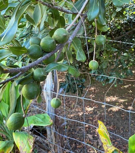 lower cane haul rd, Paauilo, HI for sale - Other - Image 3 of 5