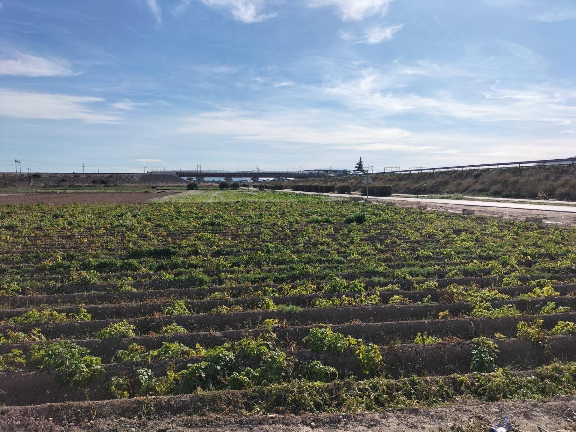 Terrain dans Cox, Alicante à vendre Aérien- Image 1 de 5
