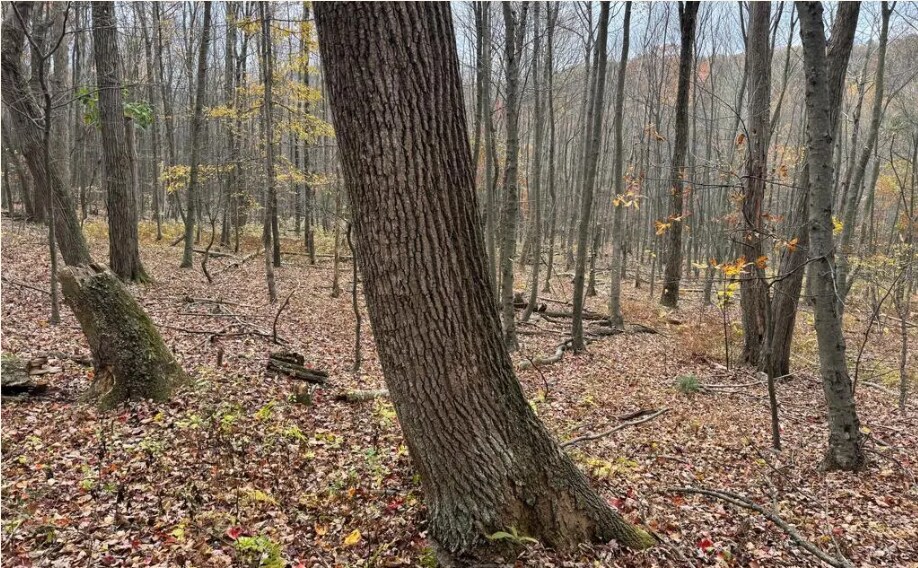 Coles Valley rd, Robertsdale, PA à vendre - Autre - Image 3 de 4