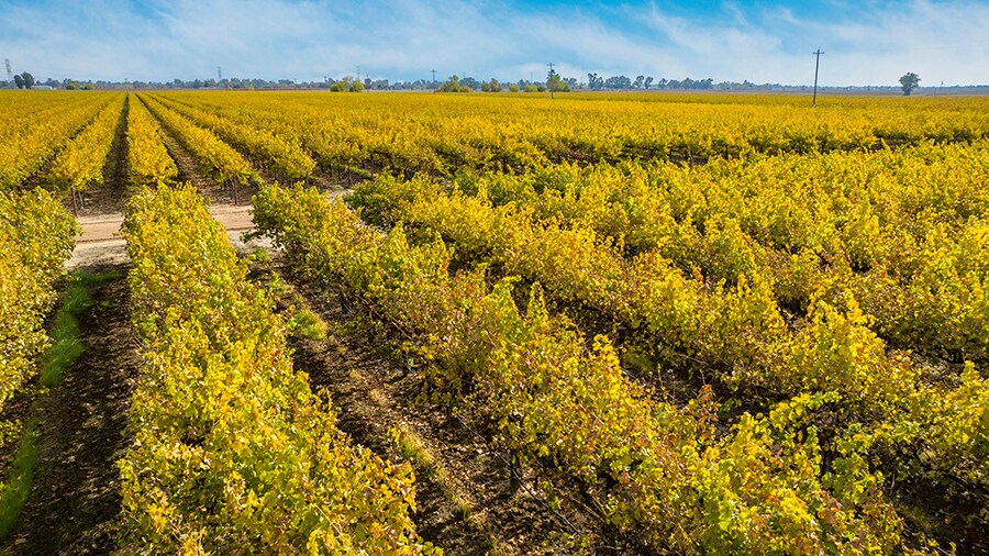 Colony Ranch Vineyard, Wilton, CA à vendre - Photo du bâtiment - Image 3 de 11