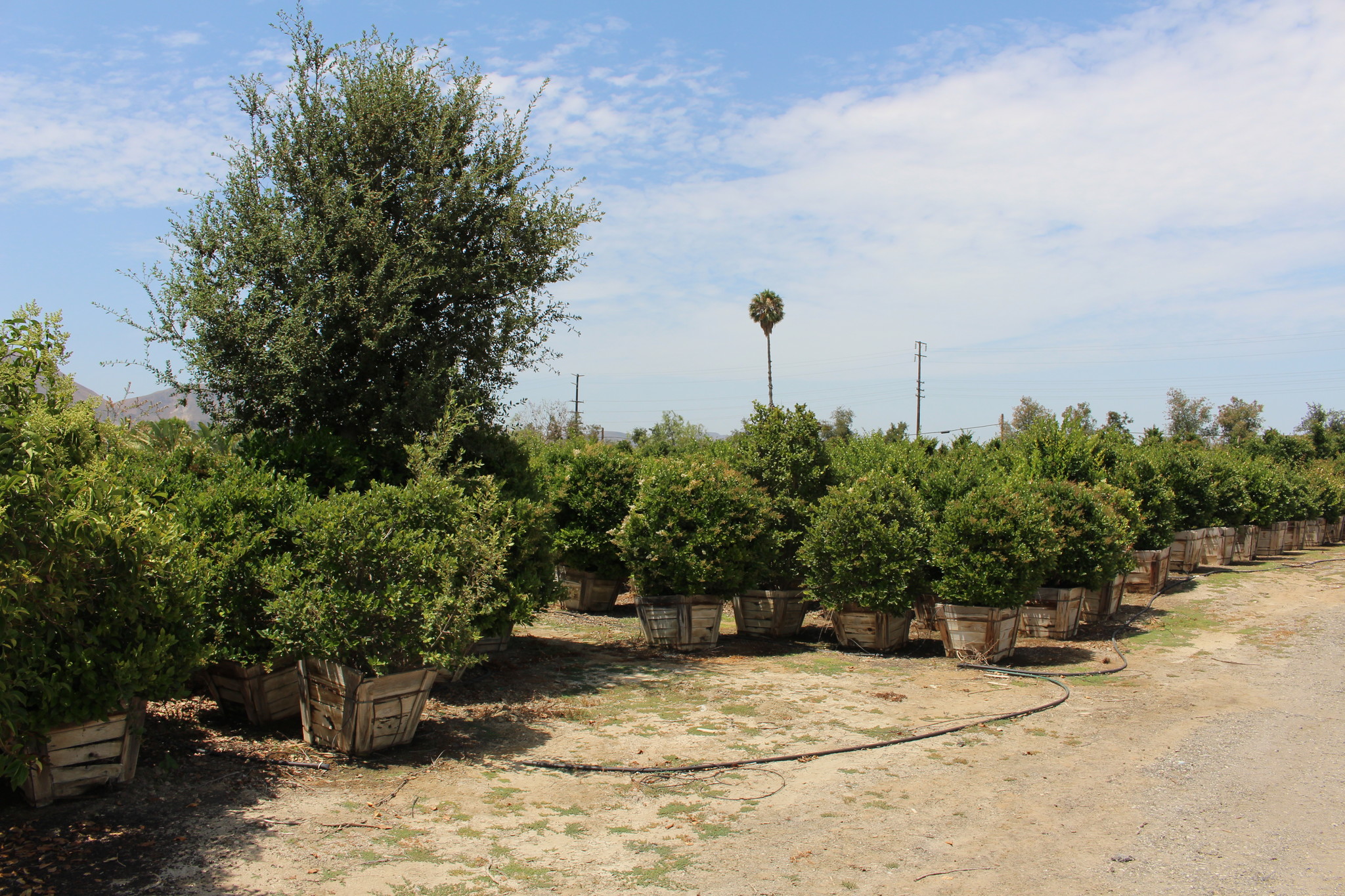 1363 Chambersburg Rd, Fillmore, CA for sale Primary Photo- Image 1 of 1