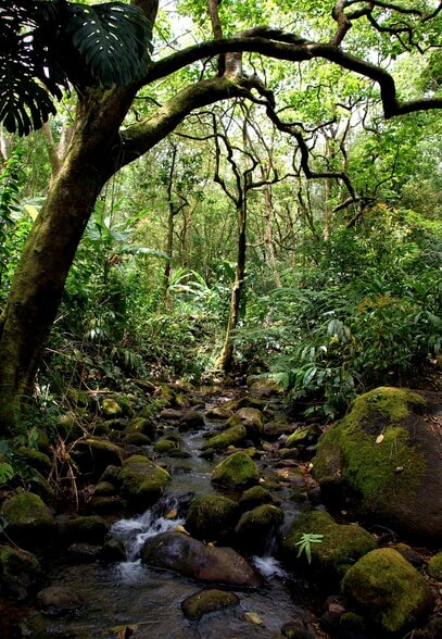 3737 Manoa Rd, Honolulu, HI for sale - Building Photo - Image 3 of 17