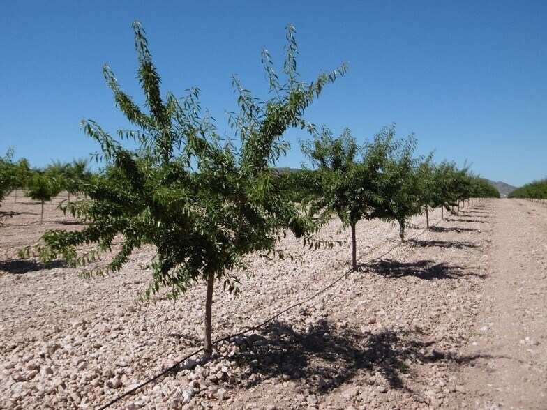 Land in Yecla, Murcia for sale - Primary Photo - Image 3 of 12