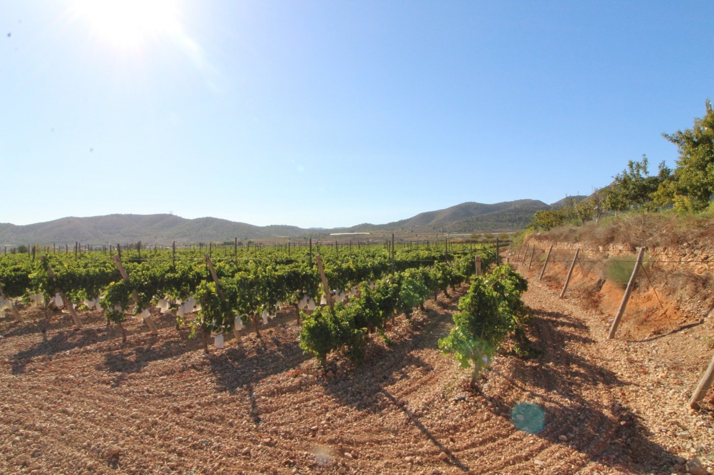 Terrain dans La Romana, Alicante à vendre Aérien- Image 1 de 8