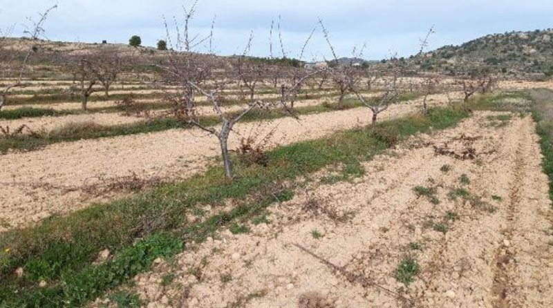 Camino de los Charquillos, Yecla, Murcia for lease Primary Photo- Image 1 of 10