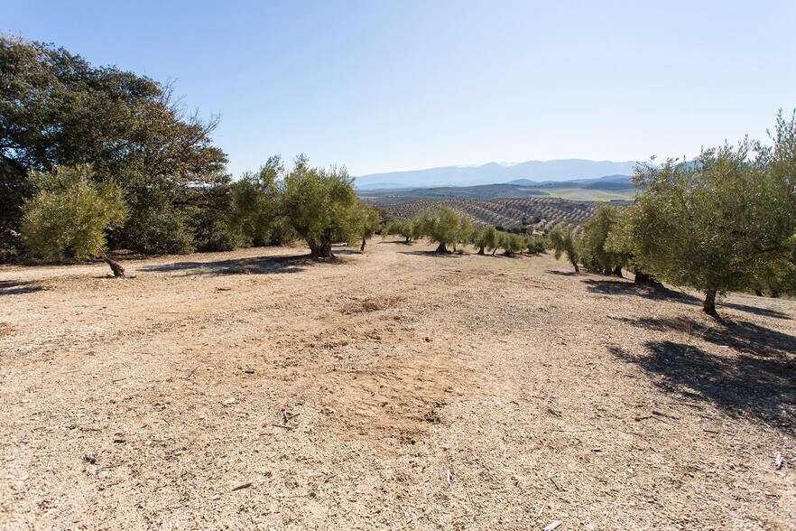 Poligono, 2 Parcela 276 Y, Campotéjar, Granada for sale - Site Plan - Image 3 of 30