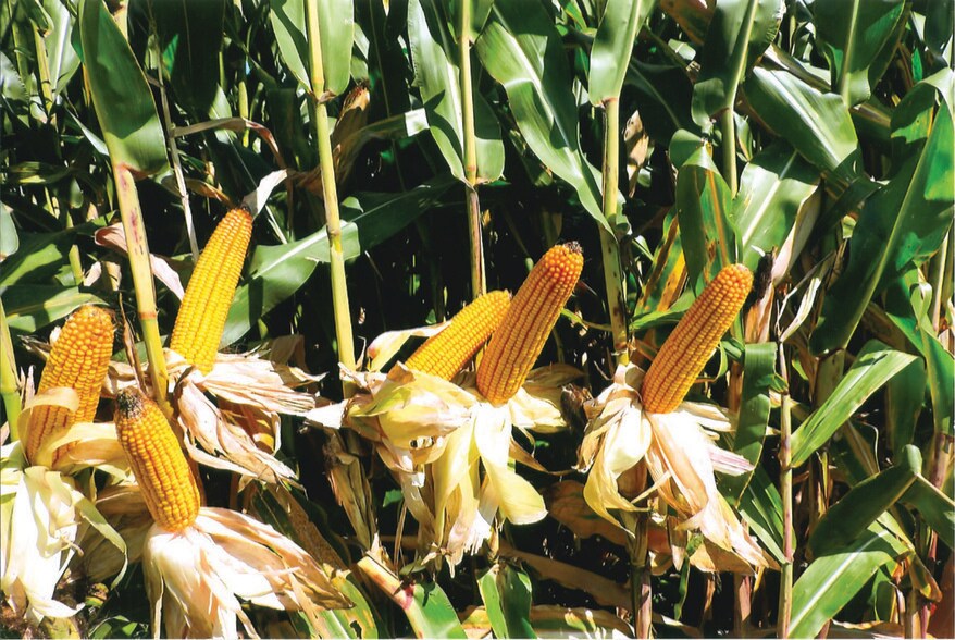 9992 County Road 300 East, Walton, IN à vendre - Autre - Image 2 de 15