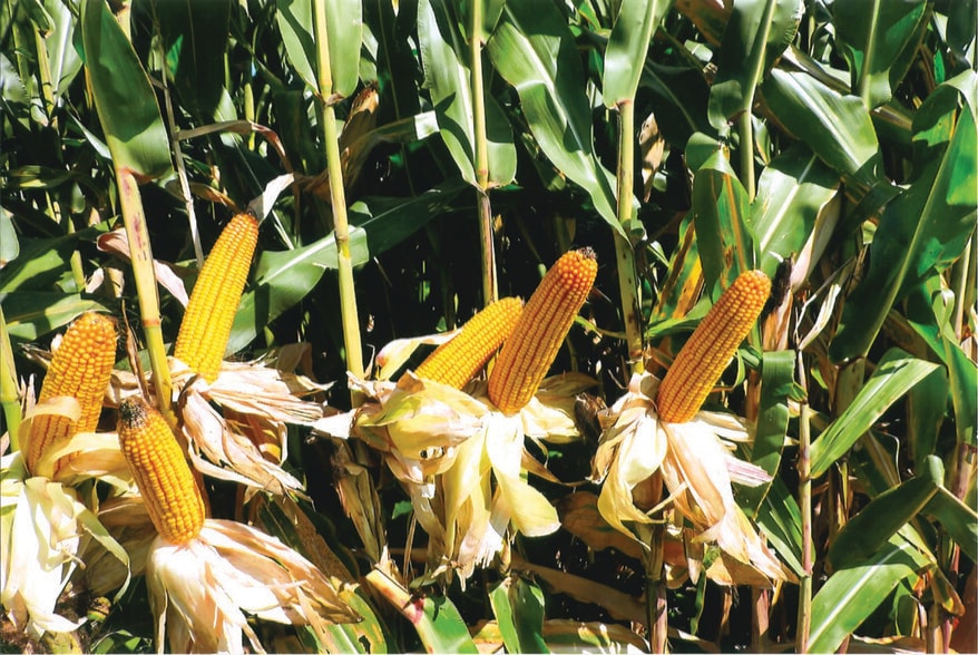 9992 County Road 300 East, Walton, IN for sale - Other - Image 2 of 15