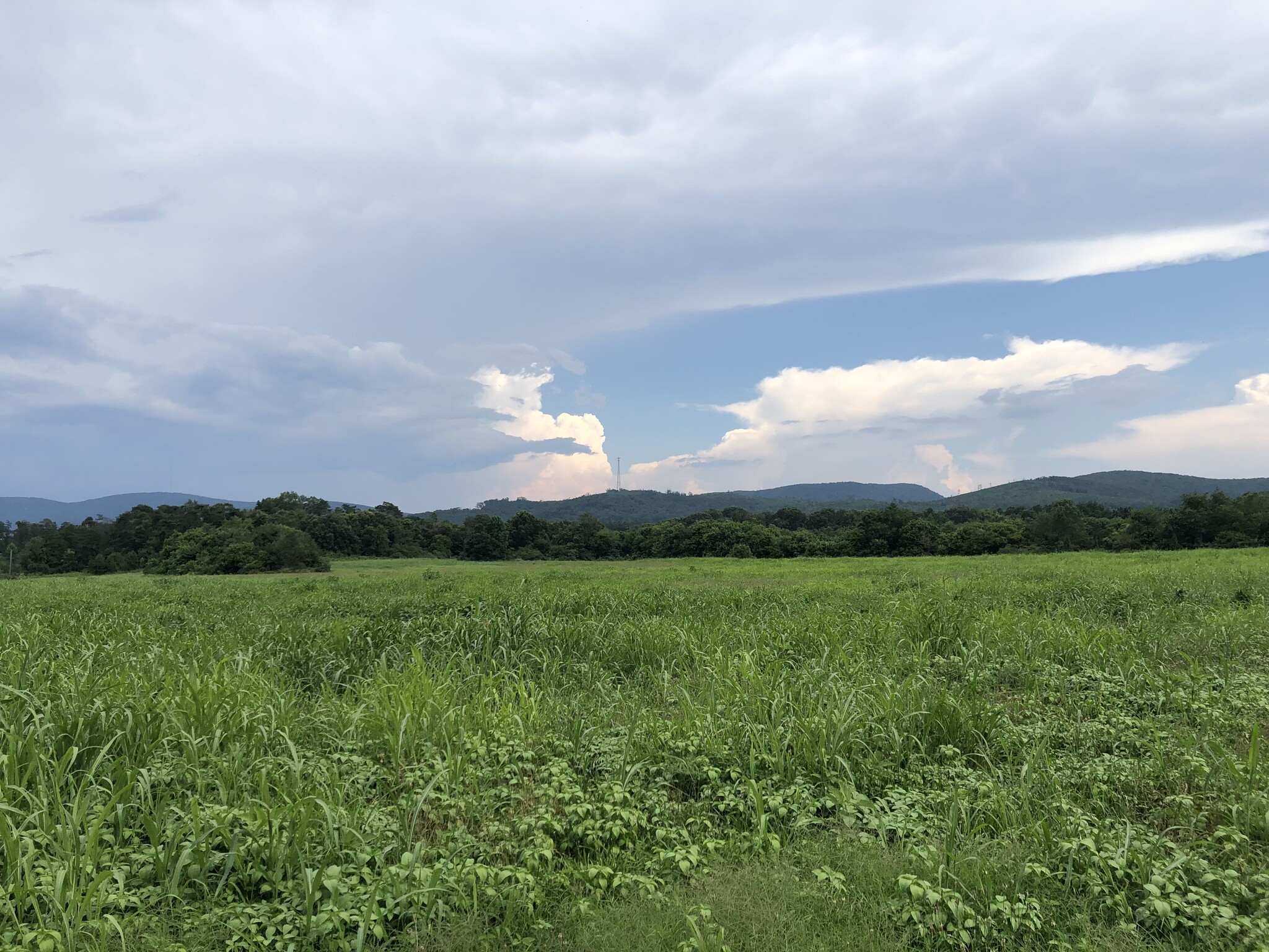 Highway 411, Rydal, GA for sale Primary Photo- Image 1 of 1