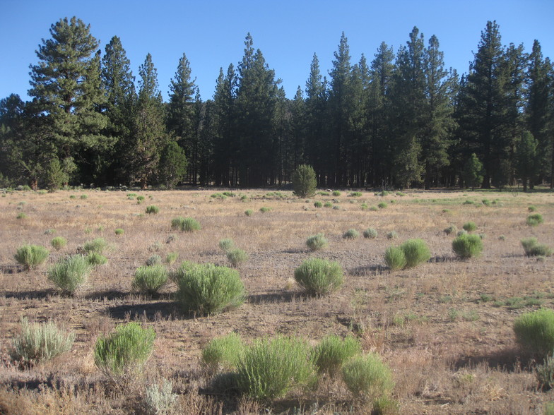 2818 Erwin Ranch Rd, Big Bear City, CA for sale - Primary Photo - Image 3 of 3