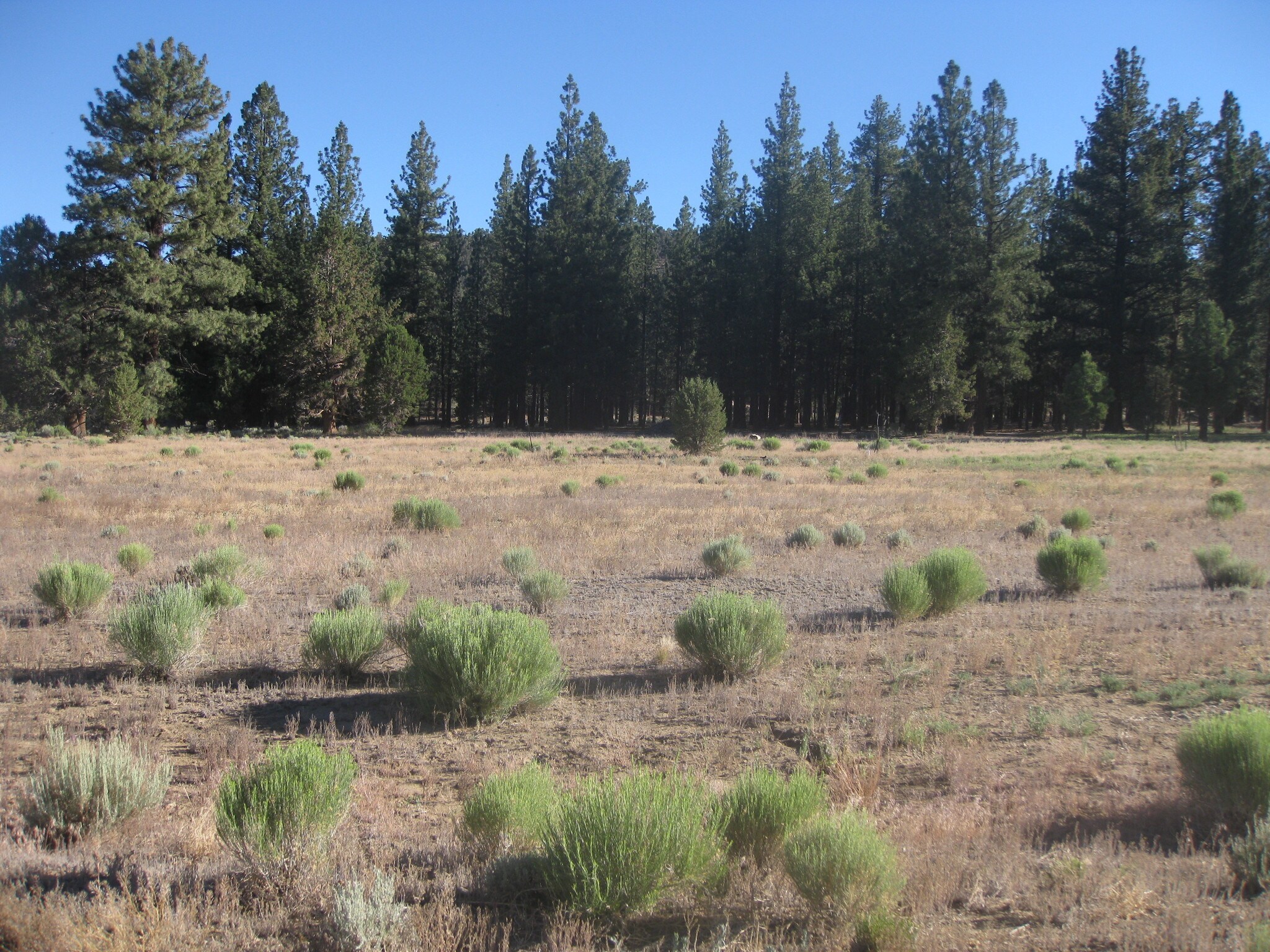 2818 Erwin Ranch Rd, Big Bear City, CA for sale Primary Photo- Image 1 of 4