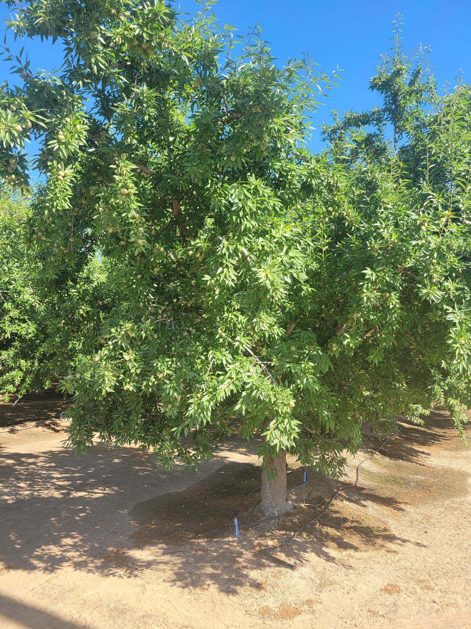 Griffith Ave, Shafter, CA for sale Primary Photo- Image 1 of 5