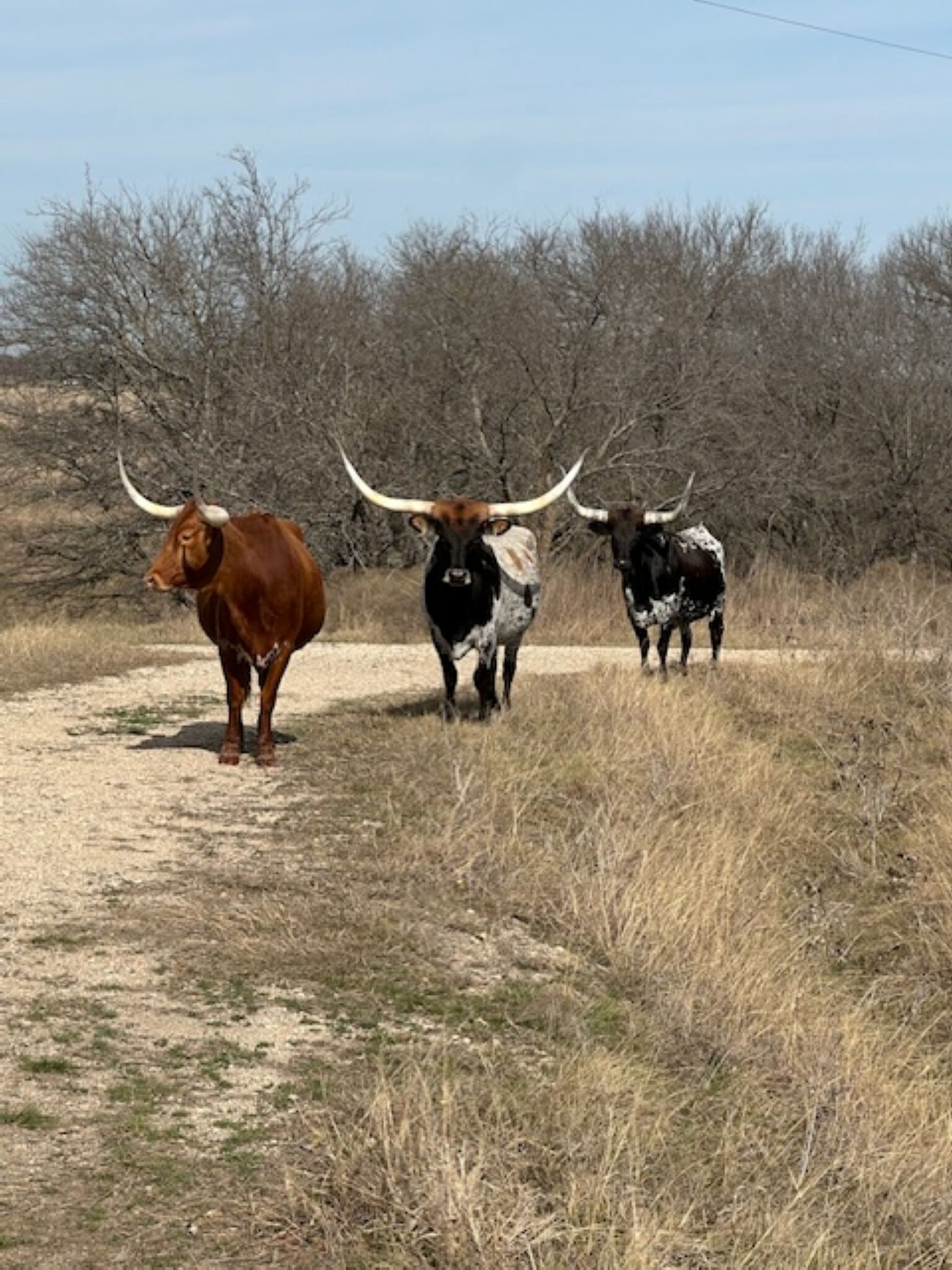 363 County Road 4403, Grandview, TX for sale Primary Photo- Image 1 of 54