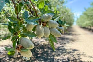 More details for 20375 W Manning Ave, San Joaquin, CA - Land for Sale