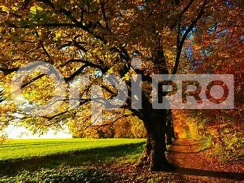 Commerce de détail dans Anse à louer - Photo du bâtiment - Image 3 de 4