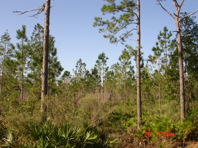 300 Omega Ranch Rd, New Smyrna Beach, FL à vendre Photo du bâtiment- Image 1 de 1