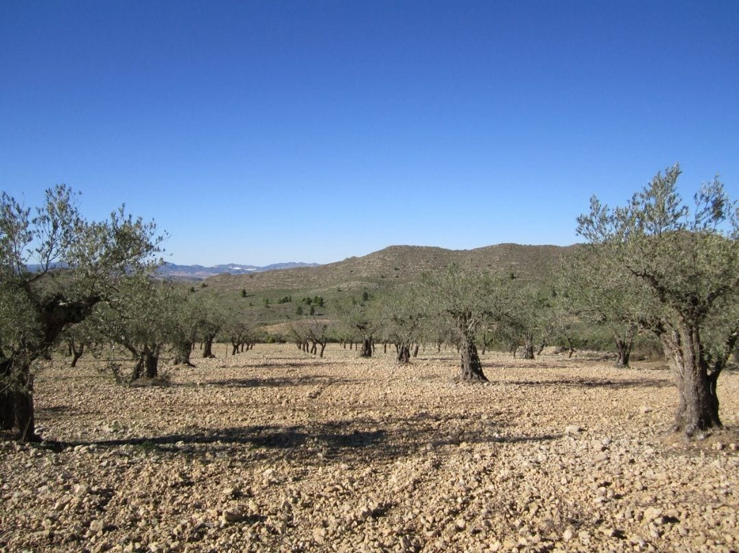 Land in Villena, Alicante for sale Primary Photo- Image 1 of 9
