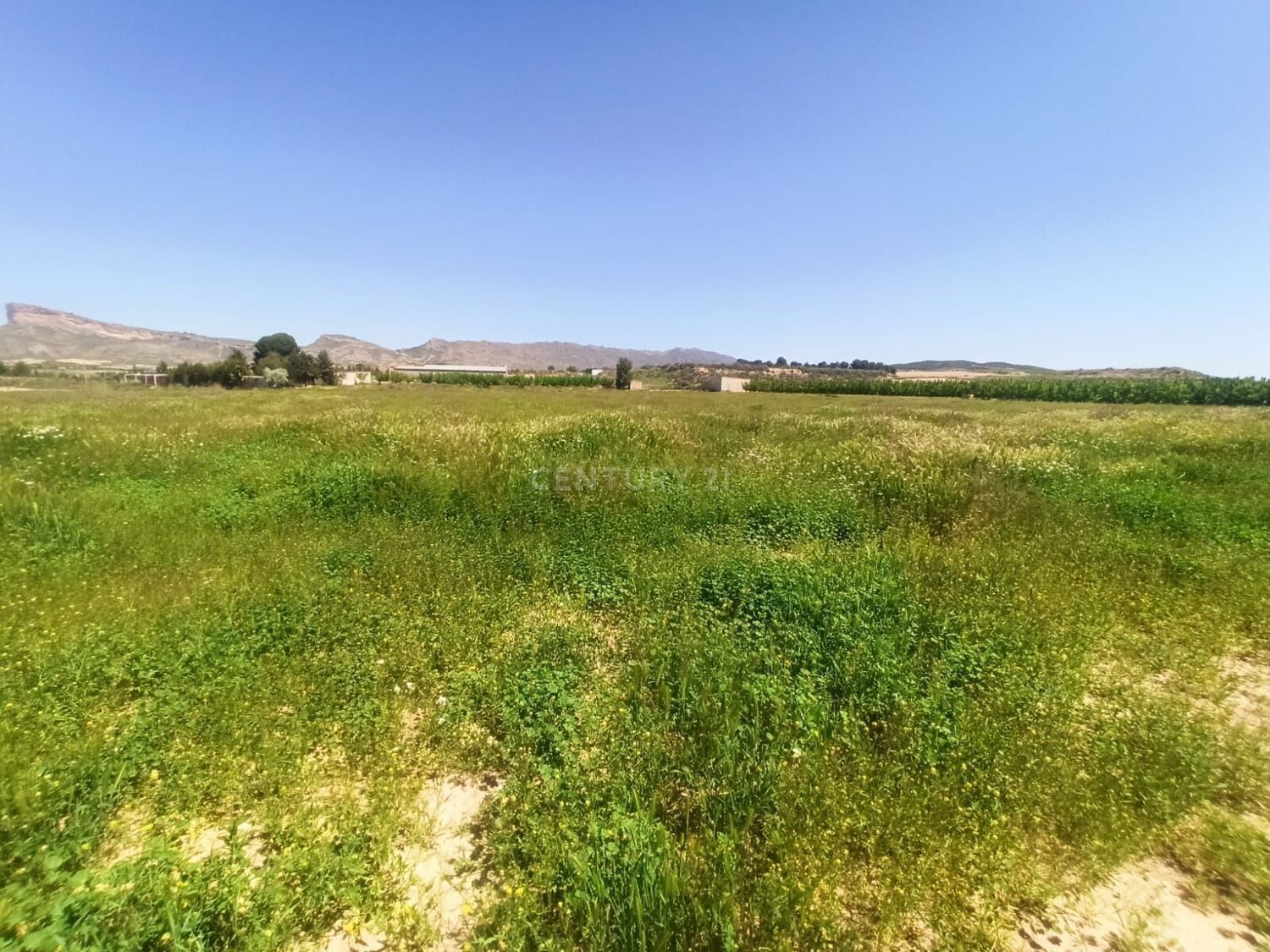 Vereda, 246, Jumilla, Murcia for sale Primary Photo- Image 1 of 12