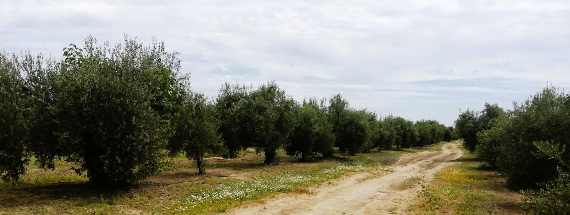 Polígono Ue, 11 Parcela 69, Villamanrique de la Condesa, Sevilla à vendre Photo du bâtiment- Image 1 de 38