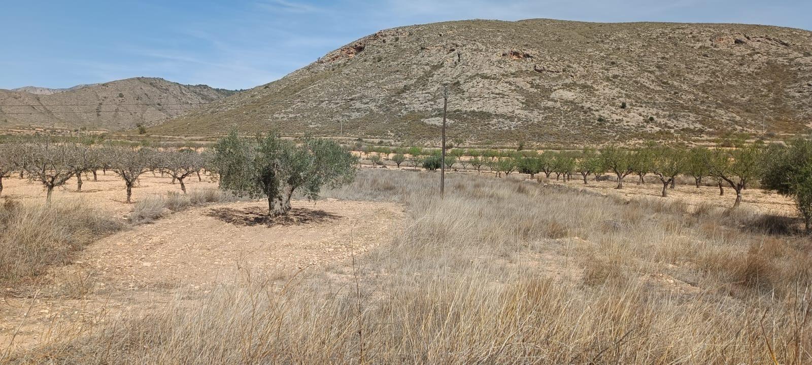 Terrain dans Orihuela, Alicante à vendre Photo du bâtiment- Image 1 de 2