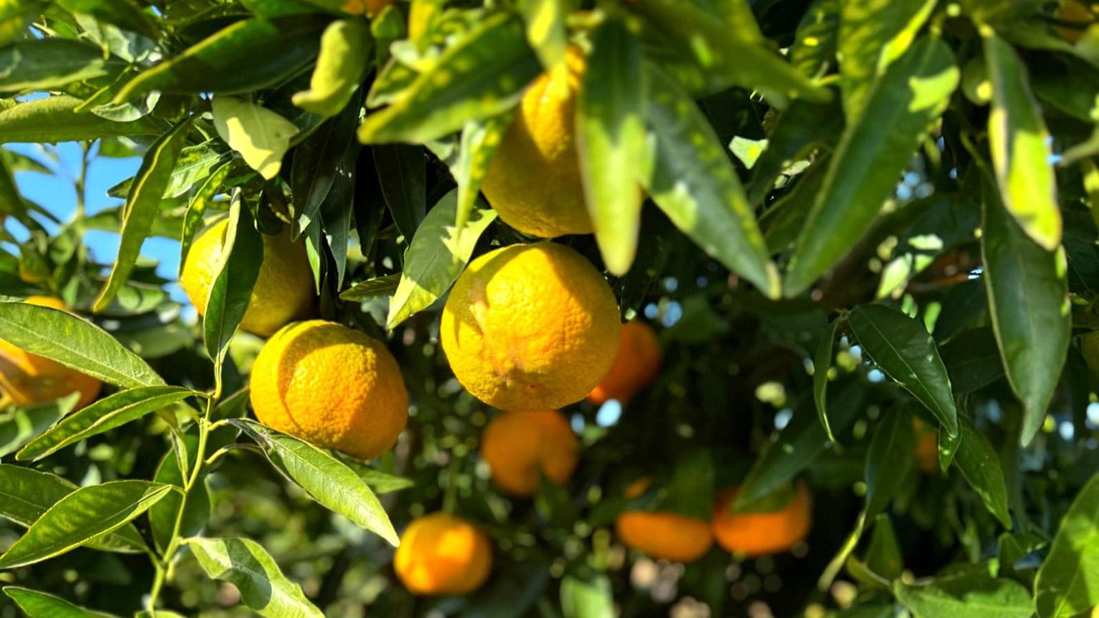 23762 Road 602, Madera, CA for sale Primary Photo- Image 1 of 21