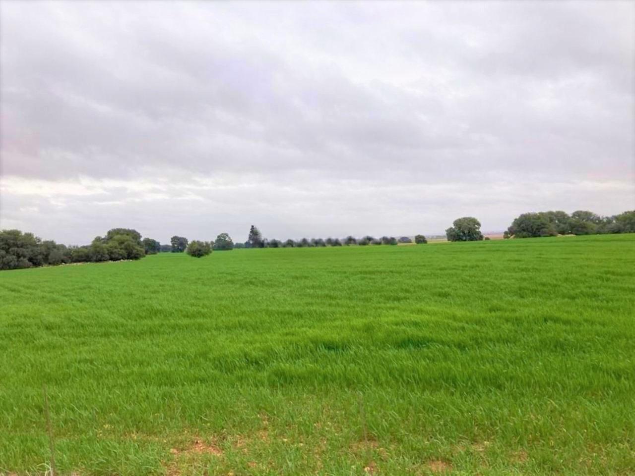 Proc. Simplificado, Campo de Criptana, Ciudad Real for sale Primary Photo- Image 1 of 23