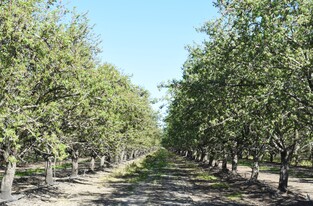 +/-126.15 Ac. Almonds & Homes, San Joaquin - Owner Financed Property