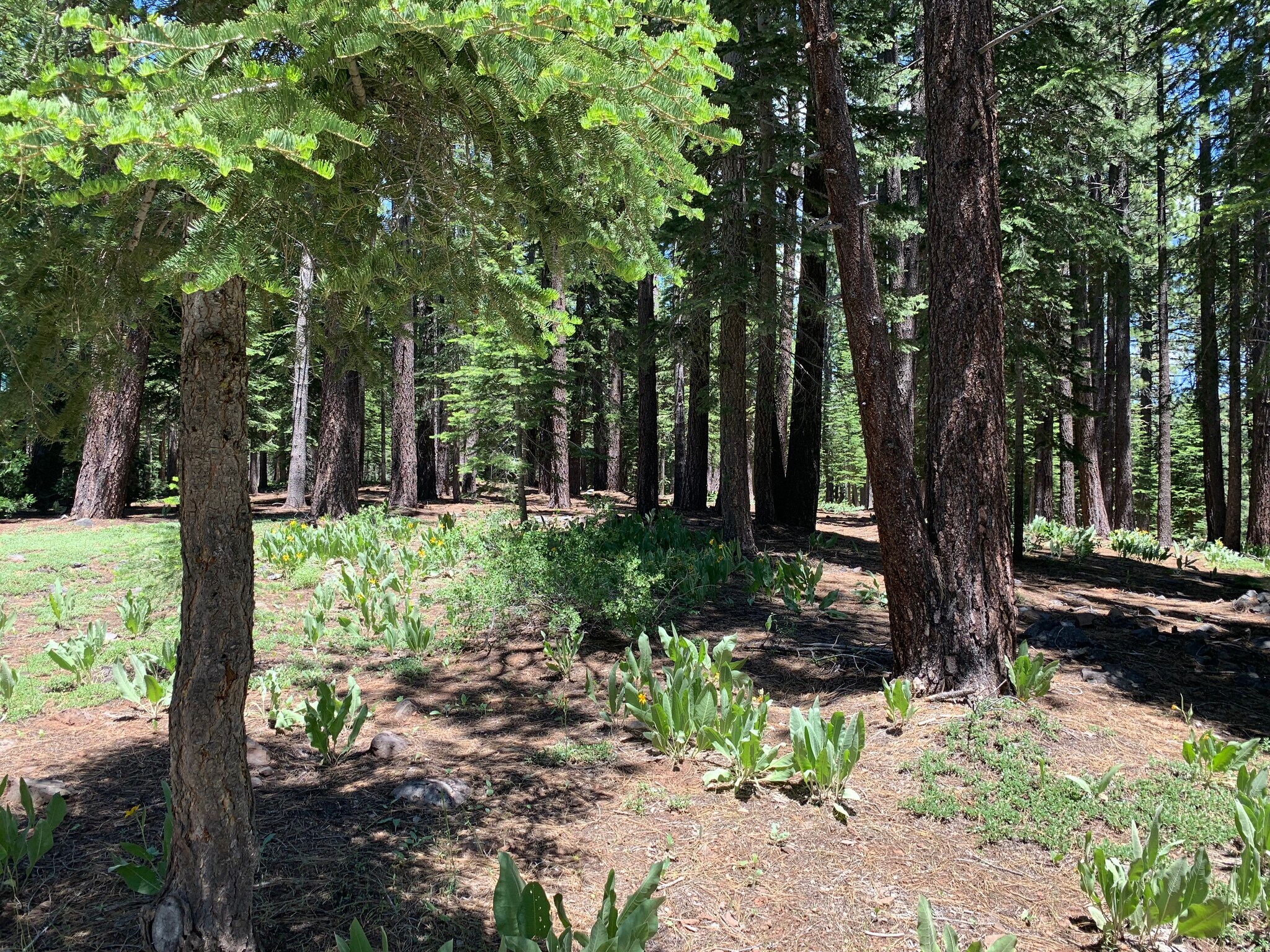 13485 Cristallina Way, Truckee, CA à vendre Autre- Image 1 de 1