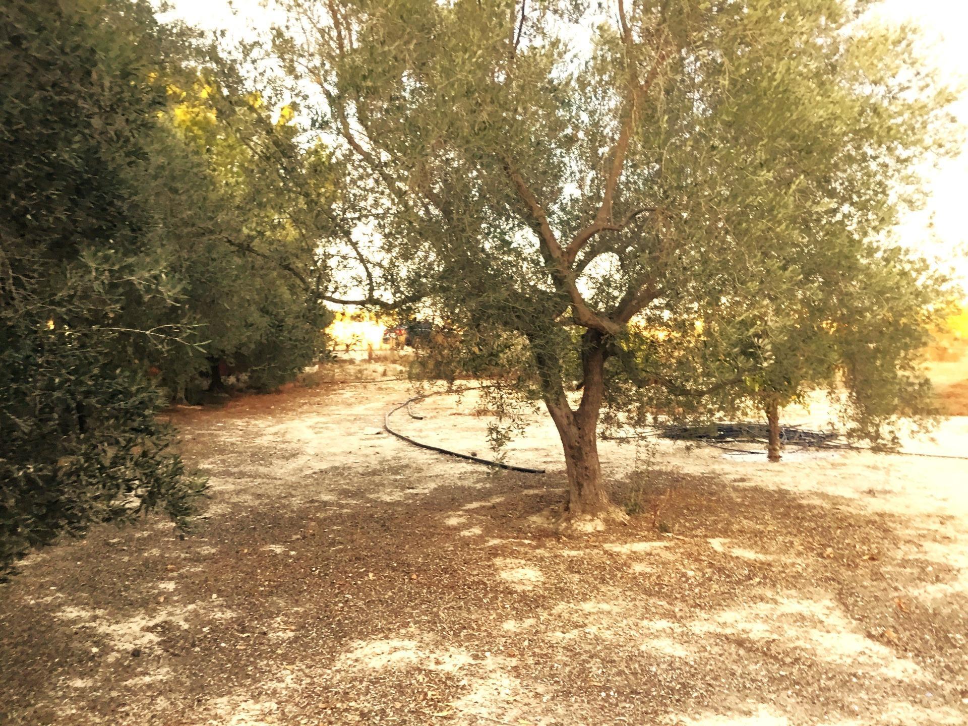 Land in Molina de Segura, Murcia for sale Building Photo- Image 1 of 6