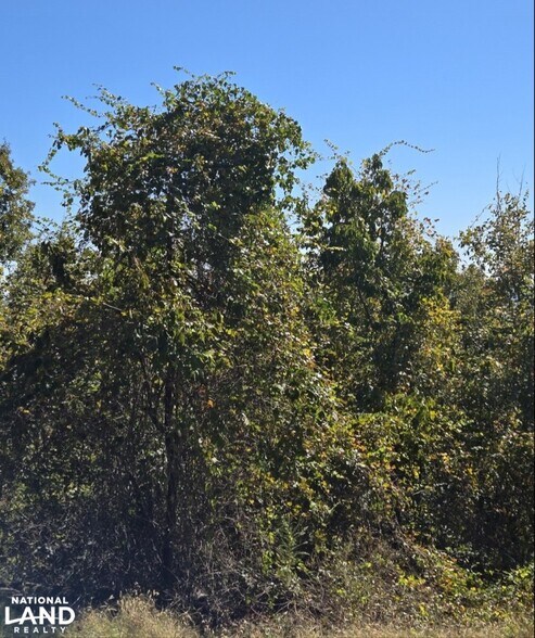 Halls Quarters Rd, Eutaw, AL à vendre - Photo du bâtiment - Image 2 de 3