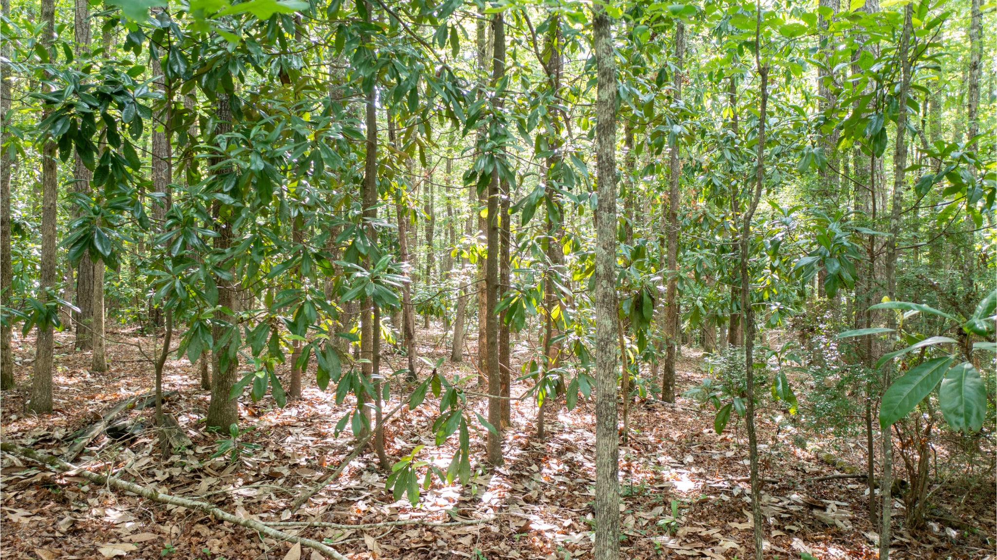 0 Roosevelt Hwy, Warm Springs, GA à vendre Autre- Image 1 de 22