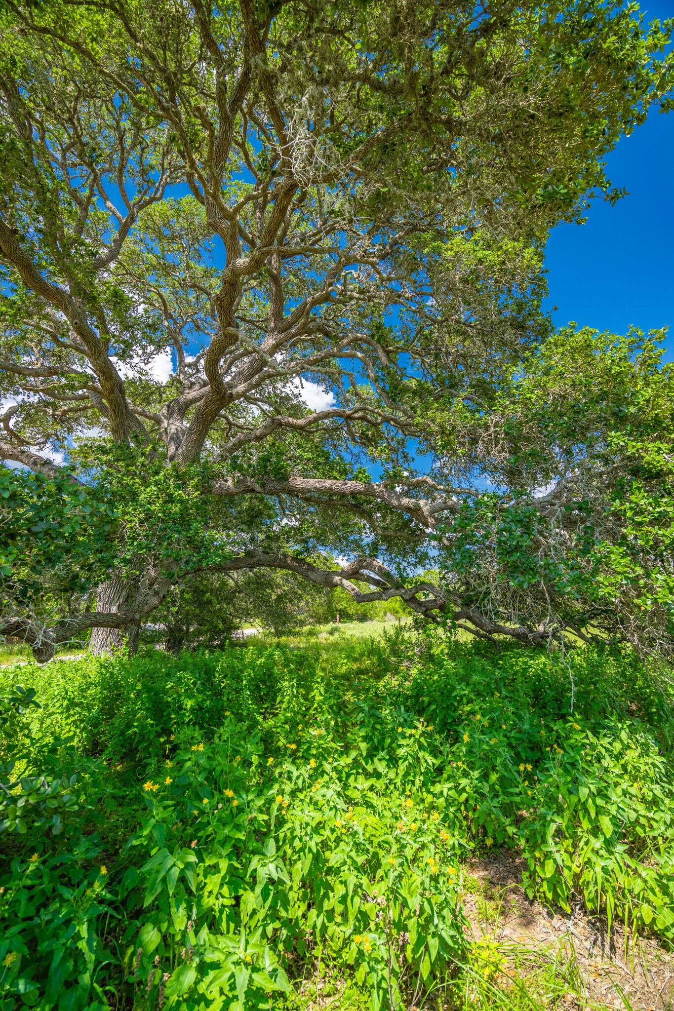 431 County Road 146, Hallettsville, TX à vendre Photo principale- Image 1 de 29