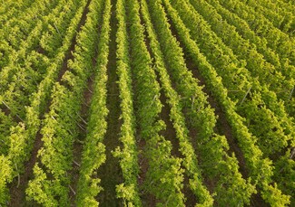 More details for 370 Macy Rd, Zillah, WA - Land for Sale