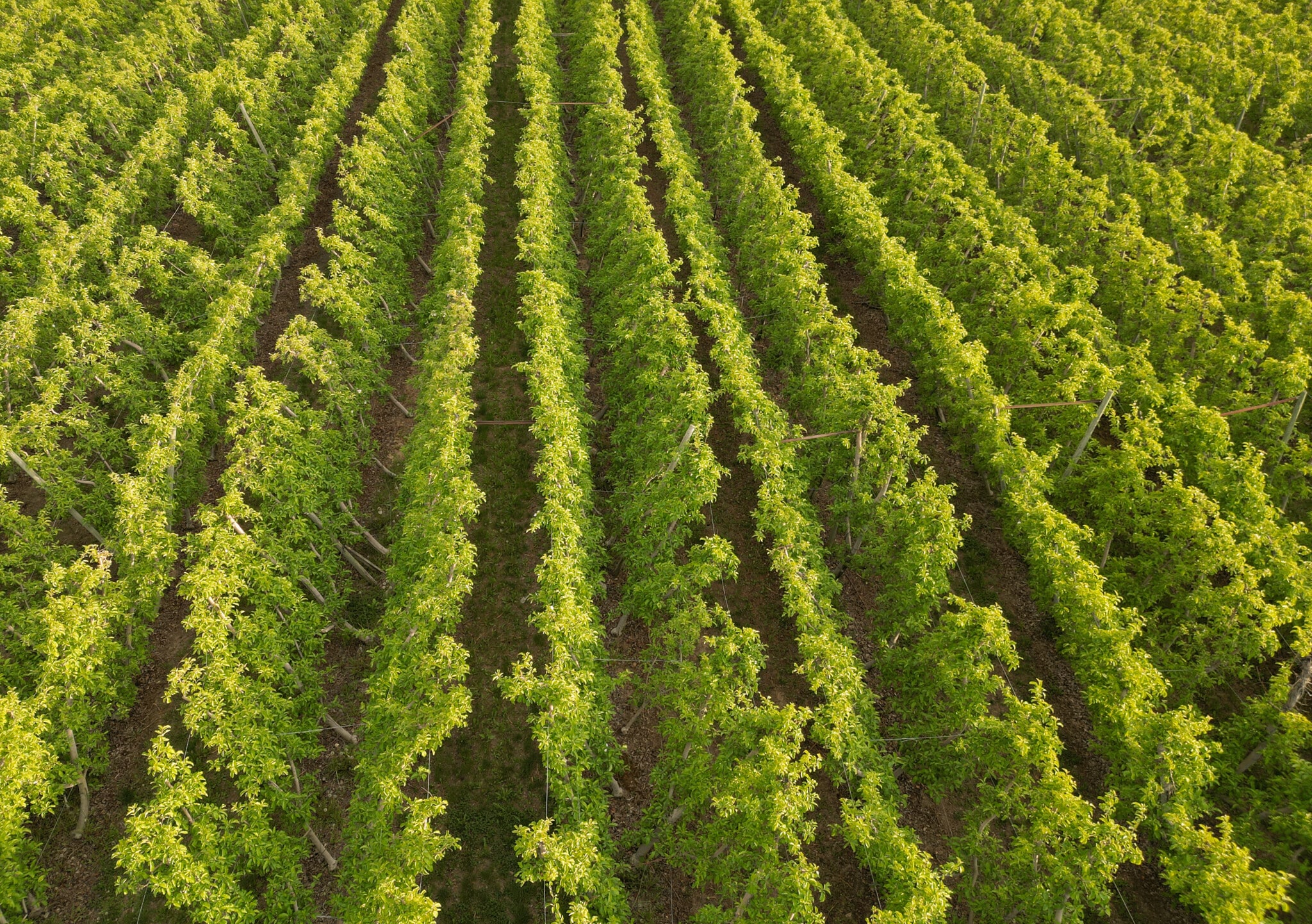 370 Macy Rd, Zillah, WA for sale Primary Photo- Image 1 of 131