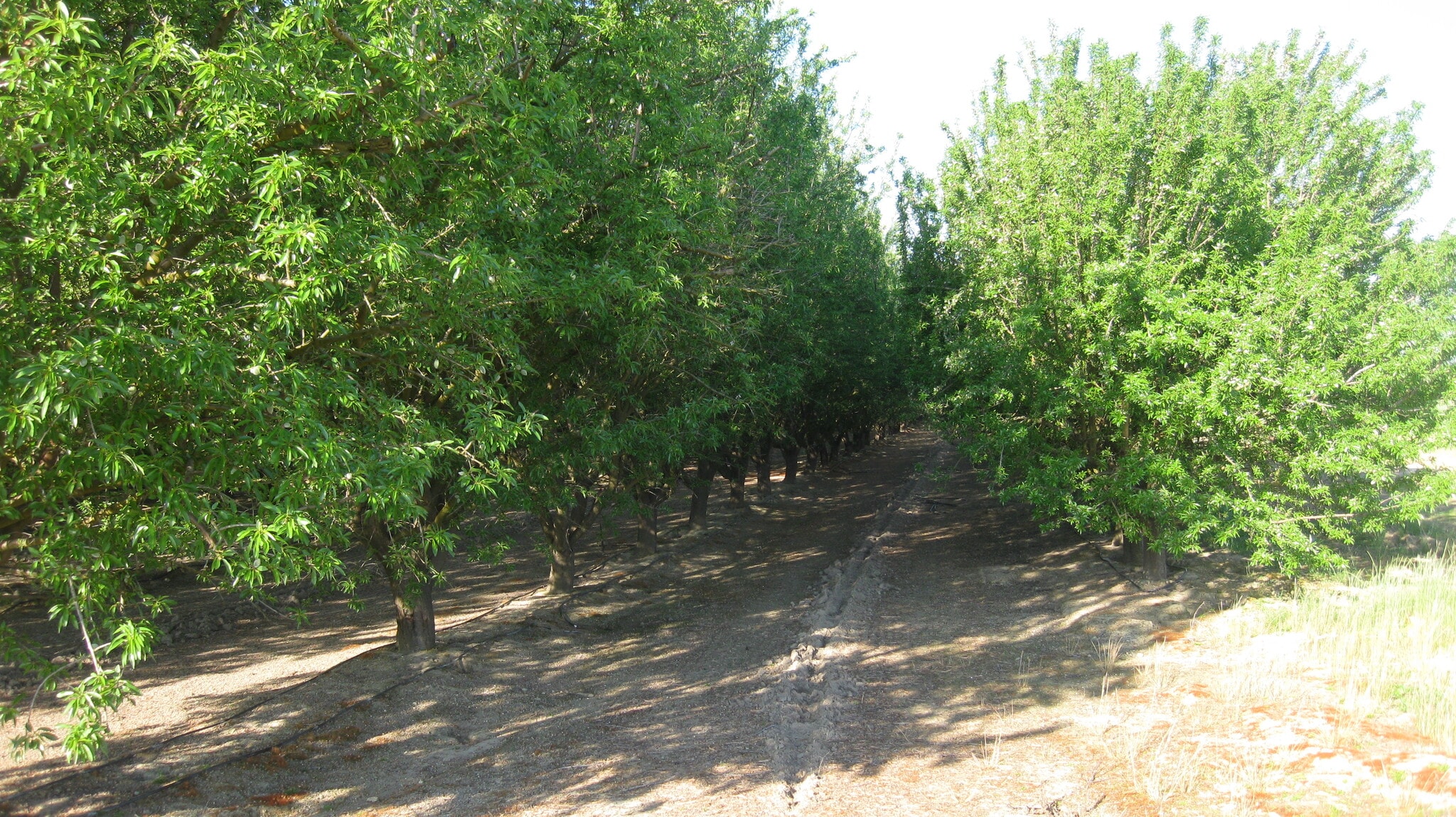 15270 S McCall Ave, Kingsburg, CA for sale Primary Photo- Image 1 of 3