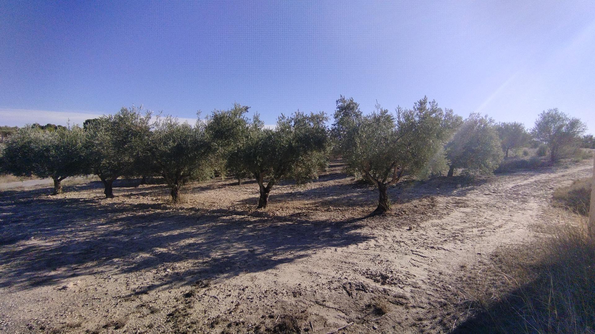 Land in Moratalla, Murcia for sale Building Photo- Image 1 of 31