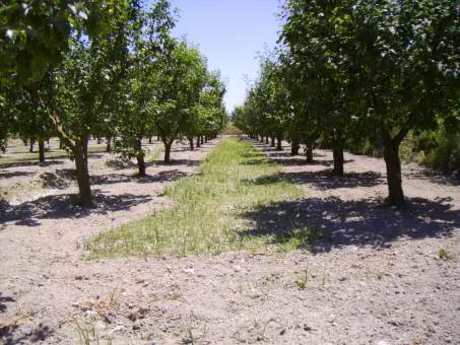 Land in Cehegín, Murcia for sale - Building Photo - Image 2 of 6