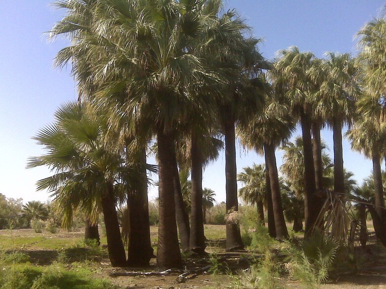 7945 Luna Rd, Niland, CA à louer - Photo du bâtiment - Image 2 de 5