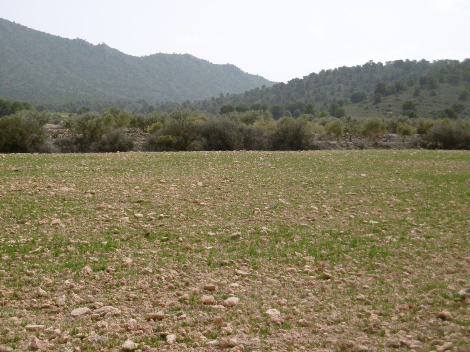 Terrain dans Yecla, Murcia à vendre Aérien- Image 1 de 4
