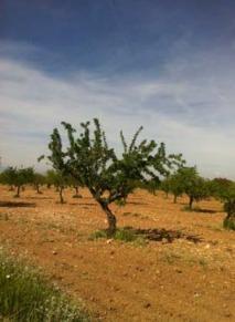 More details for Avenida Mariana Pineda, Guadix - Land for Sale