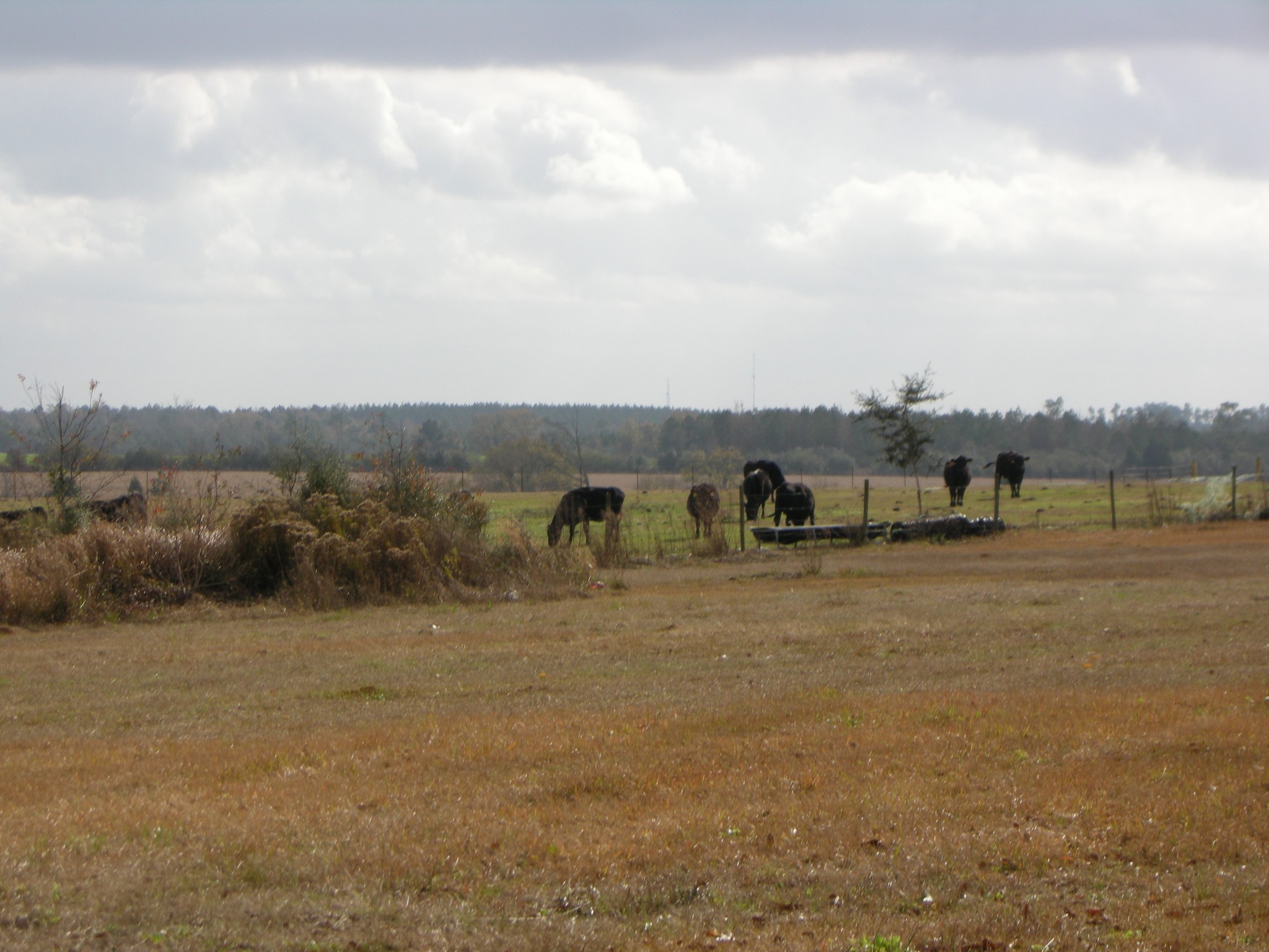 10020 Pilgrim Trl, Molino, FL à vendre Photo du b timent- Image 1 de 1