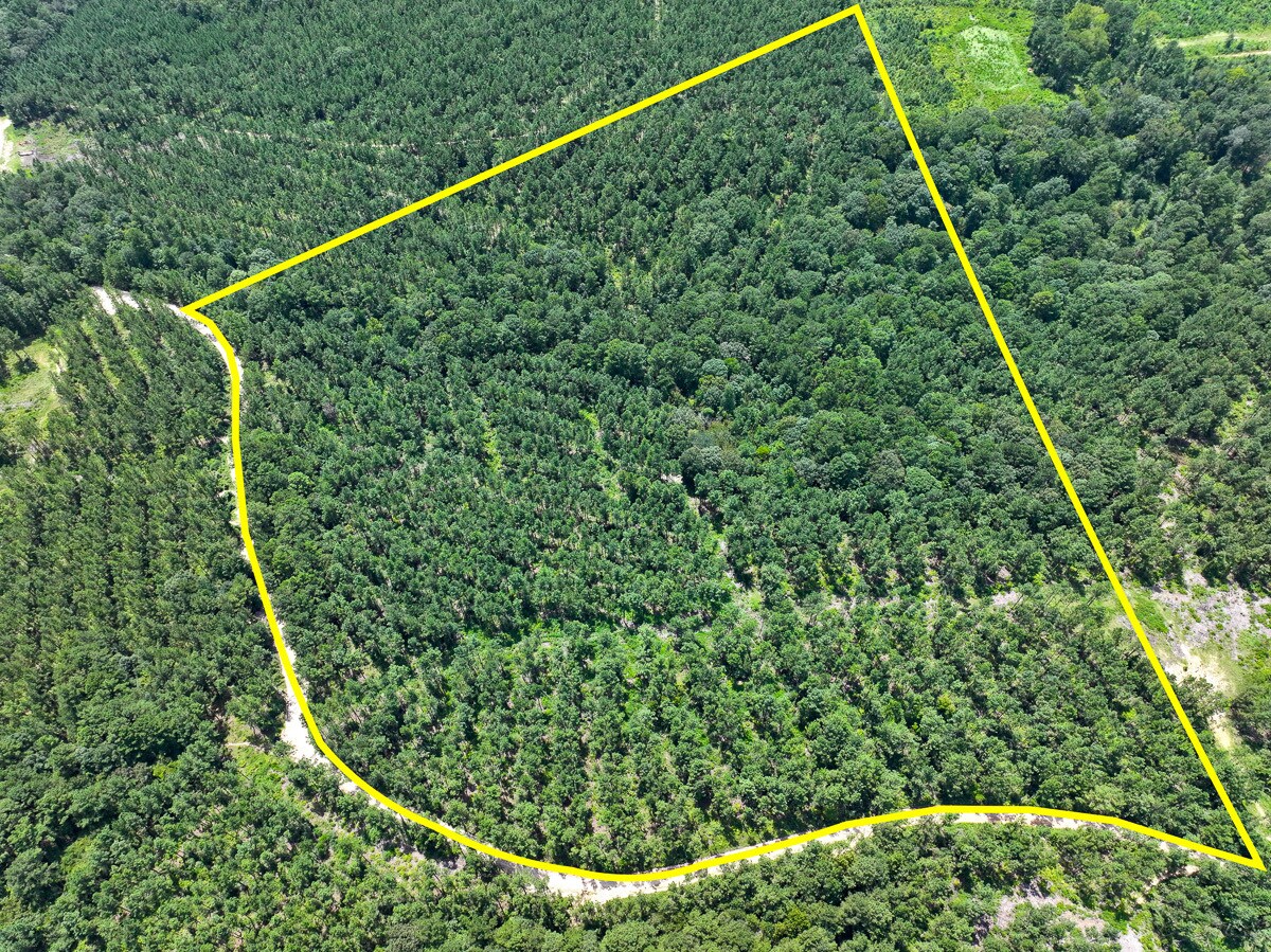 0 Slim Palmer Road, Zavalla, TX à vendre Photo principale- Image 1 de 21