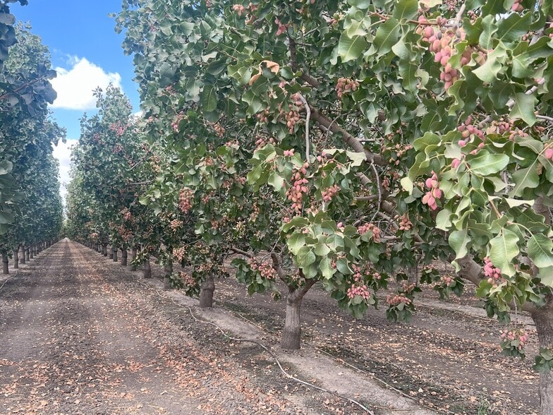 +/-154 Acre Pistachio Orchard - Idaho ave, Hanford, CA for sale - Primary Photo - Image 1 of 25