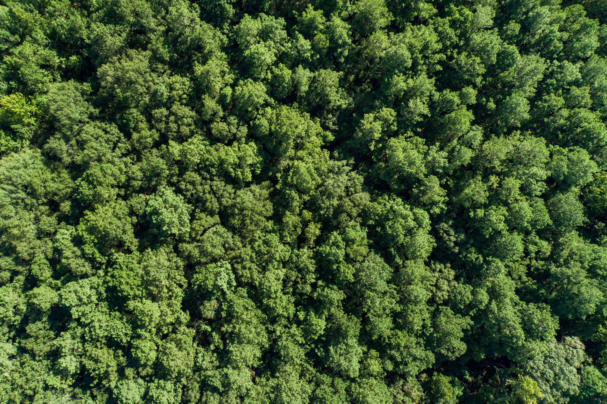 0 US 49 hwy, Hattiesburg, MS à vendre Photo principale- Image 1 de 24