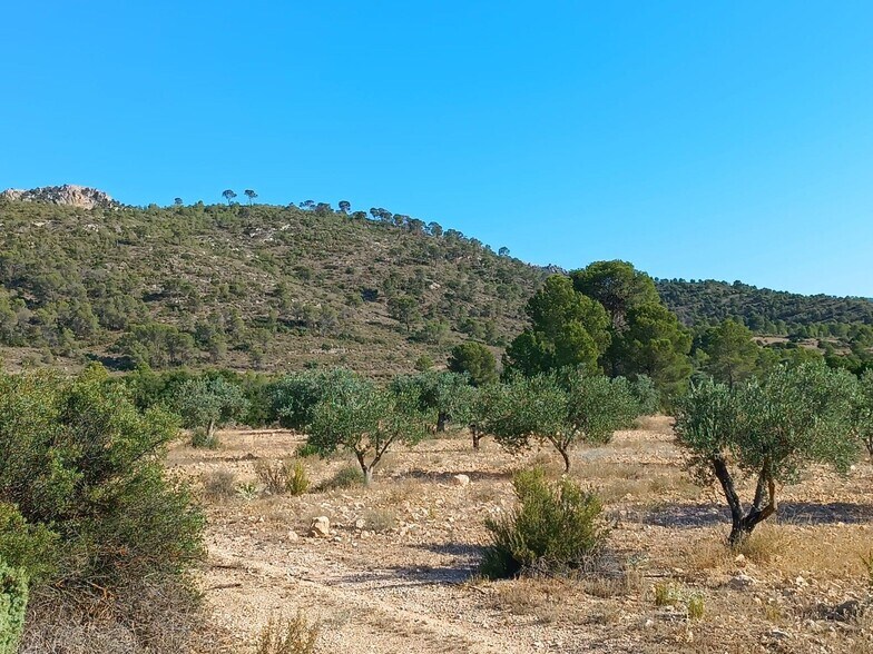 Land in Yecla, Murcia for sale - Aerial - Image 2 of 3